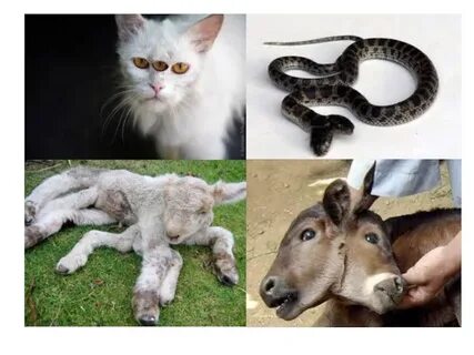 Ұятсыз қыздар аузына алып алады