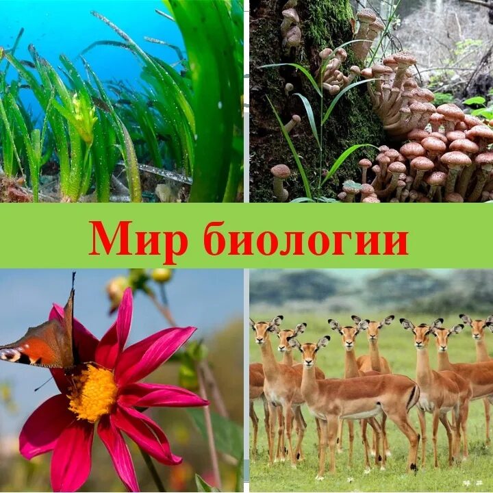 Химическая биотехнология. Планета земля с животными и растениями. Юный эколог. В мире биологии. Юные биологи эмблема.