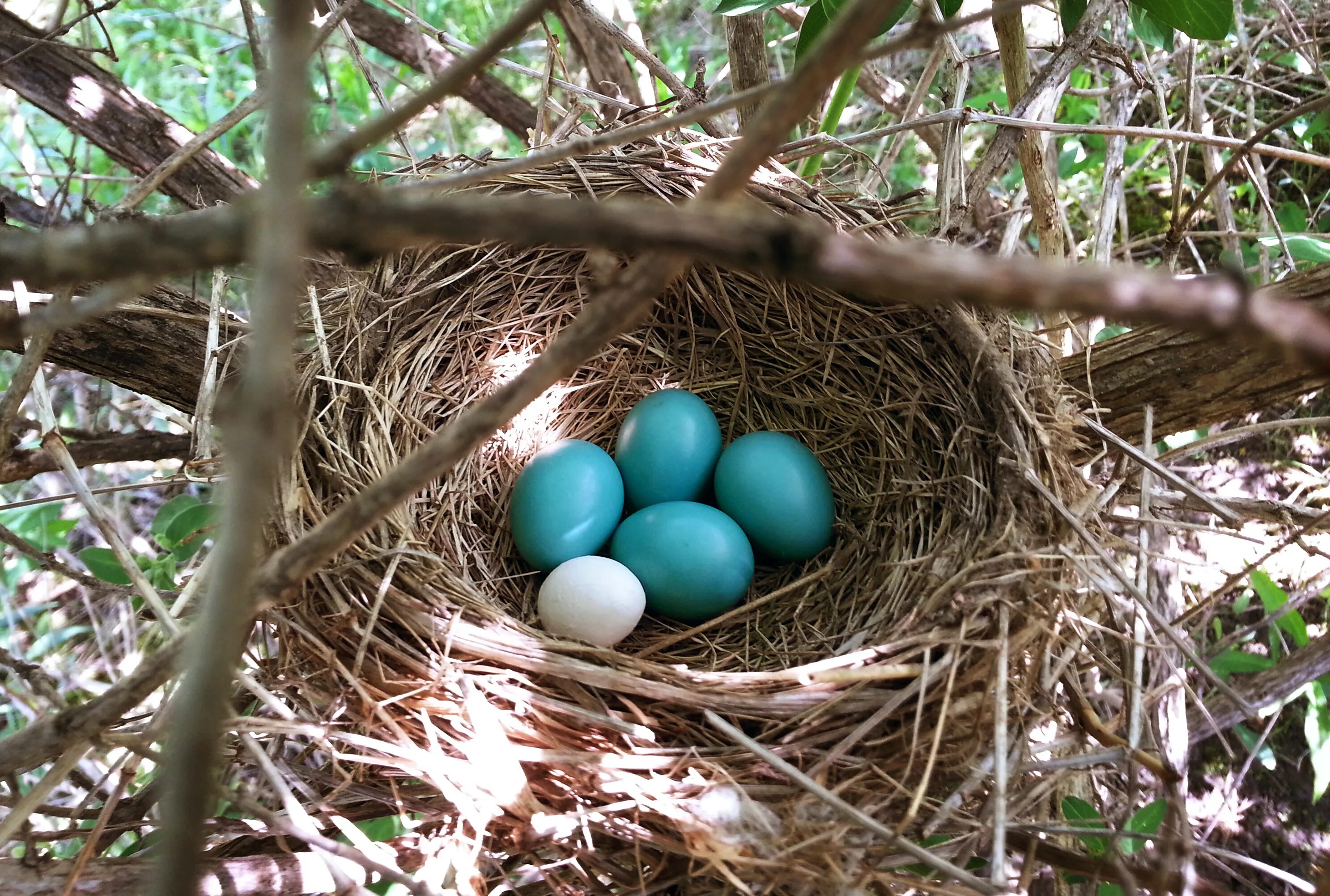 Birds Eggs. Cowbird Egg. Bird with an Egg. Nest one.