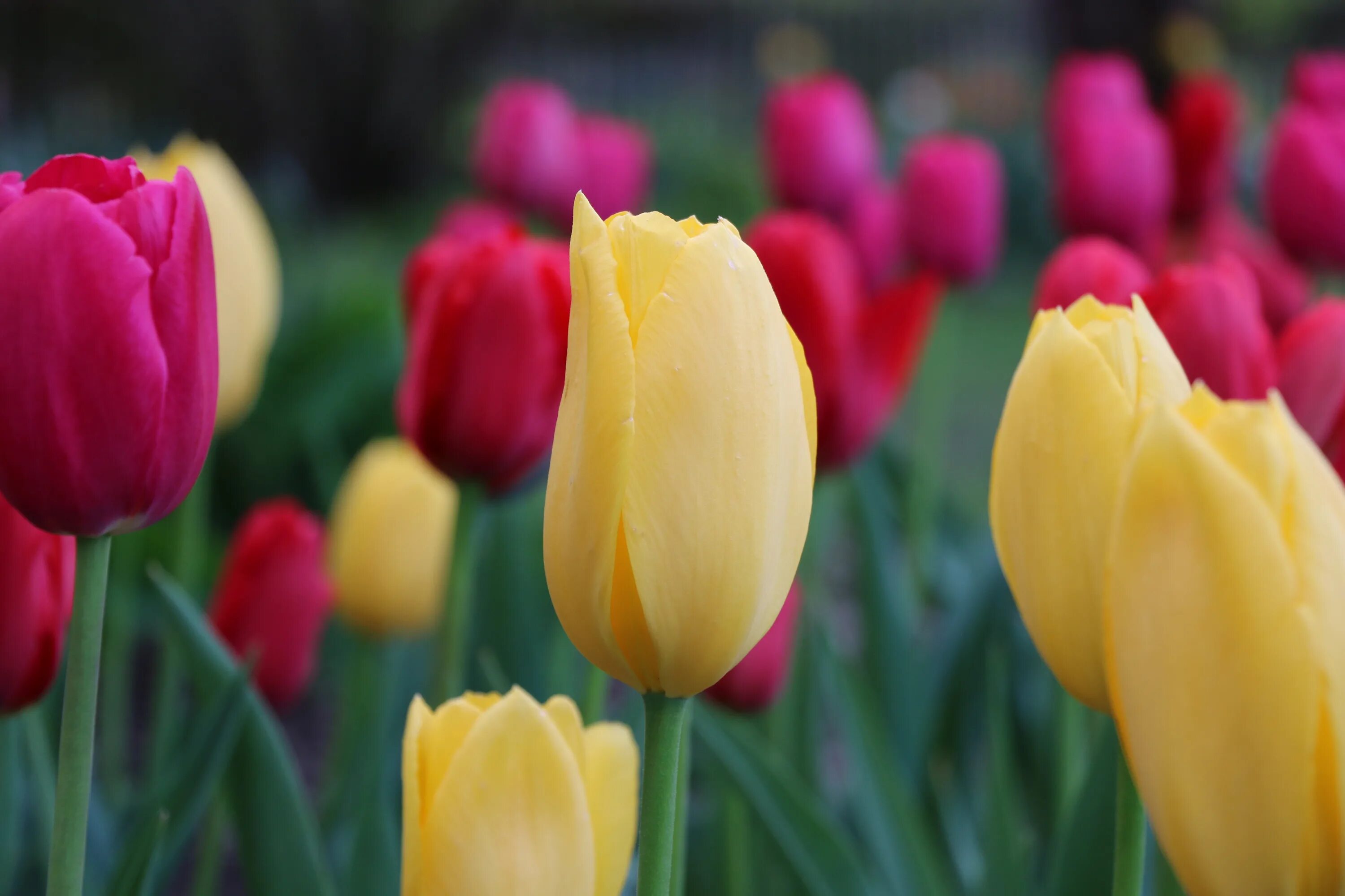 Сайт tulip