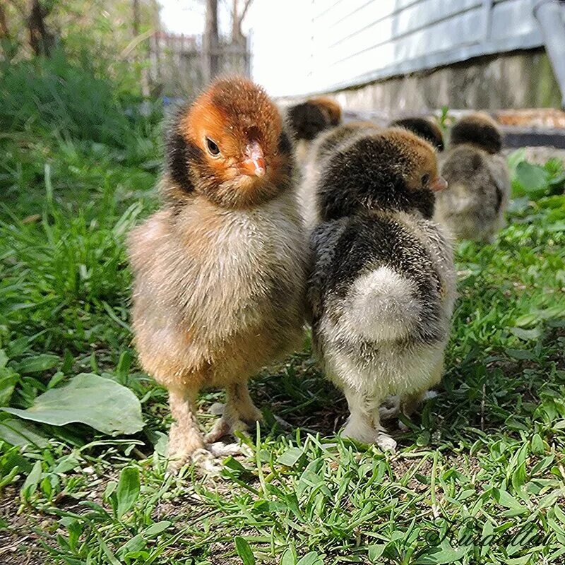 милый цыплёнок. какие цыплята были у куриц. курица брама квочка. курочки - несушки. какие цыплята были у куриц.