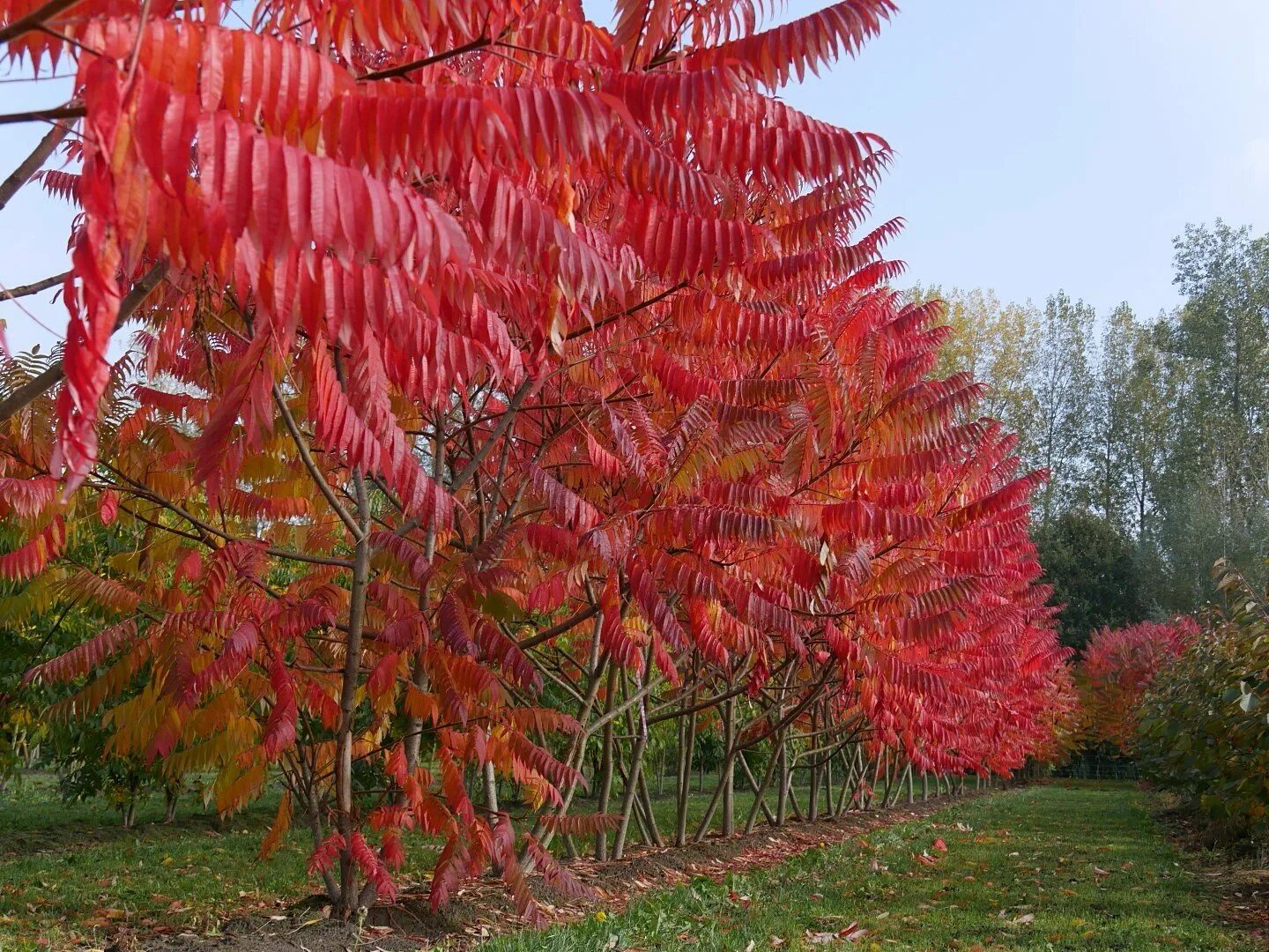 Сумах польза. Сумах оленерогий Rhus typhina. Сумах оленерогий уксусное дерево. Сумах пушистый оленерогий уксусное дерево. Сумах оленерогий, пушистый, уксусное дерево (Rhus typhina)..