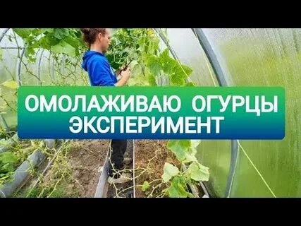 Эксперимент огурцы