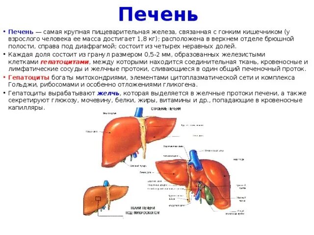 Железистые клетки печени вырабатывают. Печень: масса анатомия. Печень строение анатомия человека функции в организме. Особенности строения печени таблица. Функции печени в пищеварительной системе.