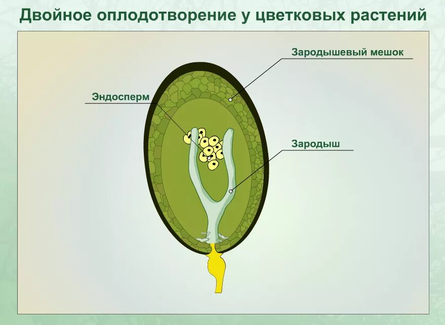 Оплодотворение покрытосеменных растений схема. Схема двойного оплодотворения у цветковых растений. Процесс двойного оплодотворения цветковых растений. Двойное оплодотворение у цветковых растений.
