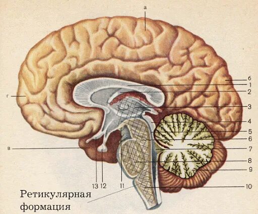 Ретикулярная формация головного мозга строение. Ретикулярная формация ствола мозга. Мозолистое тело Corpus callosum. Сетчатая формация мозга.
