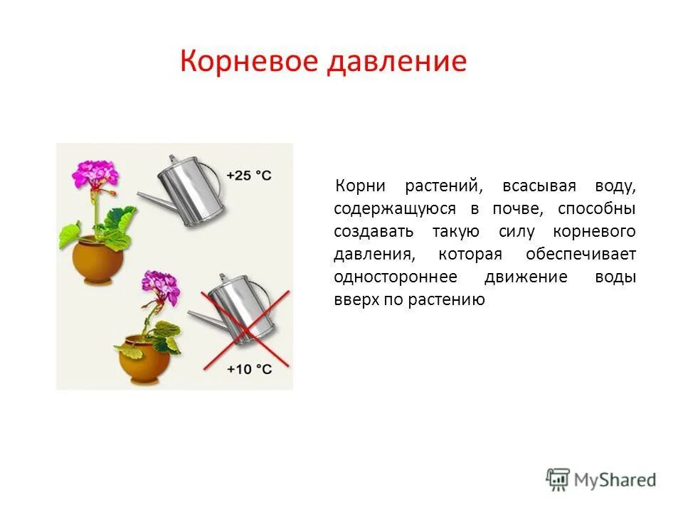 значение корня пол