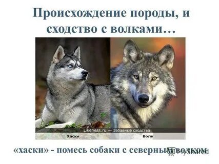 Как отличить волка от собаки по внешнему