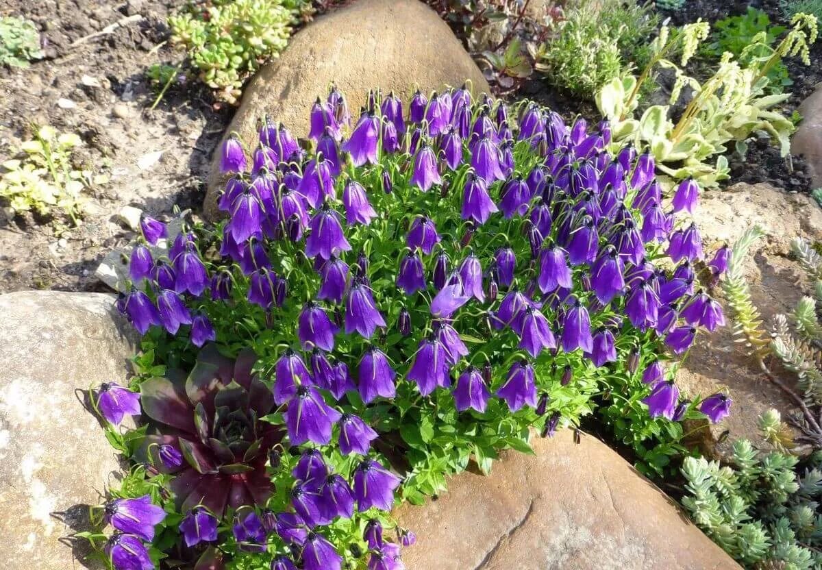 Садовый колокольчик многолетний Кампанула. Колокольчик Карпатский (Campanula Carpatica). Кампанула (Campanula). Колокольчик низкий