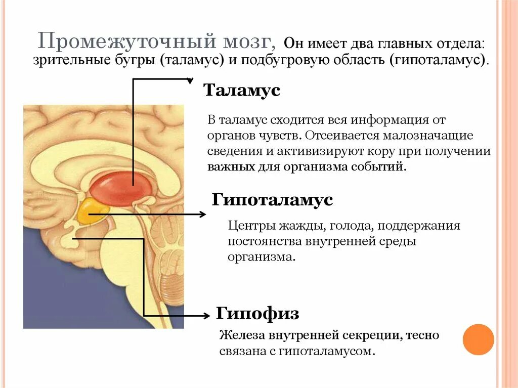 Каковы функции таламуса. Промежуточный мозг отделы и функции таблица. Промежуточный мозг строение ядра. Промежуточный мозг таламус строение. Функции таламуса промежуточного мозга.