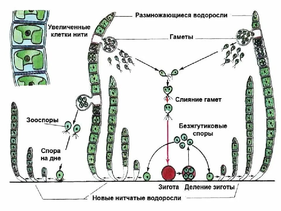 Схема зеленых водорослей. Строение многоклеточной водоросли рисунок. Строение клетки вордорослоя. Схема зеленых водорослей. Строение многоклеточных водорослей.