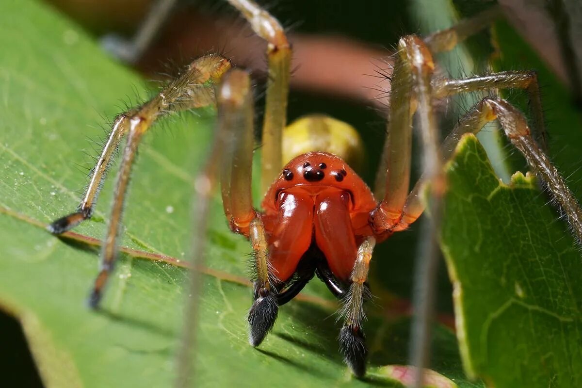 Все пауки. Паук Cheiracanthium punctorium ядовитый. Cheiracanthium punctorium желтосумный колющий паук. Cheiracanthium punctorium (паук сака или "желтый паук"). Мешочник (сумочный паук).