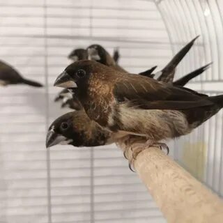 Японские амадины