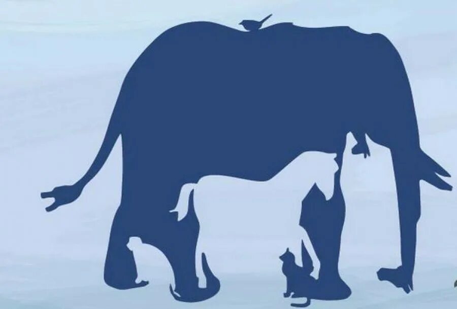 сколько животных на картинке. животные для угадывания. угадай человека и животного. угадай животное мем. сколько животных.