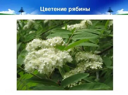 Примета расцвел
