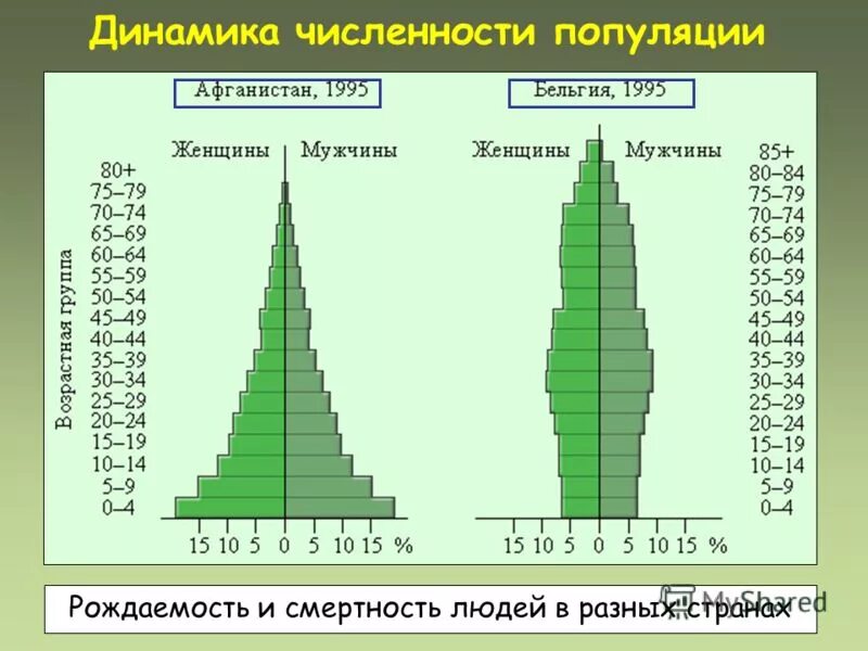 модель экспоненциального роста популяции. структура человеческих популяций. численность человеческой популяции. численность особей и ее динамика. рост населения мира диаграмма.
