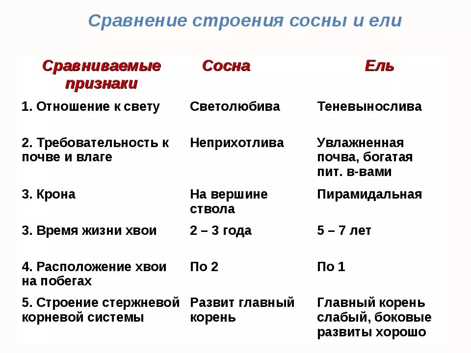 Отношение к свету у ели. Сравнение внешнего строения ели и сосны в таблице. сравнительная таблица ель и сосна. сравните внешнее строение сосны и ели. сравнение ели и сосны таблица 5 класс.
