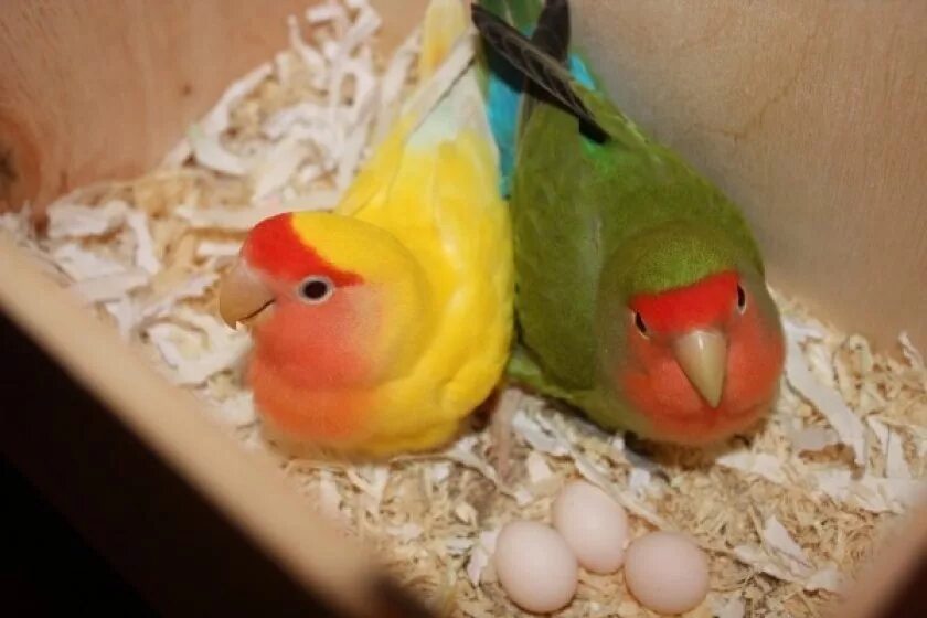 Можно давать яйца попугаям. 6 Попугаев неразлучников. Попугаи неразлучники птенцы. Гнездо для попугаев неразлучников. Попугаи неразлучники птенцы яйца.