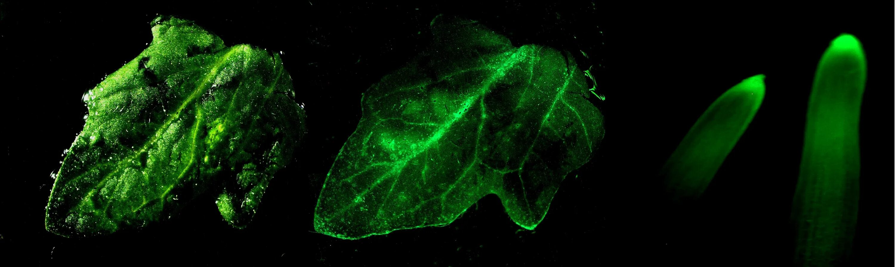хлорофилл флуоресцирует. флуоресценция хлорофилла лабораторная. нейробластома флуоресцентный микроскоп. флуоресценция хлорофилла. флуоресценция хлорофилла.