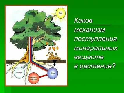 Поступление минеральных веществ в растении