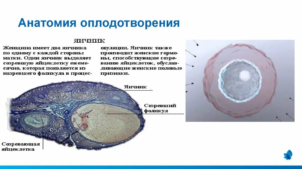 В каком яичнике происходит оплодотворение. Оплодотворение анатомия. Кластер оплодотворение. Процесс оплодотворения у человека. Оплодотворение Акушерство.