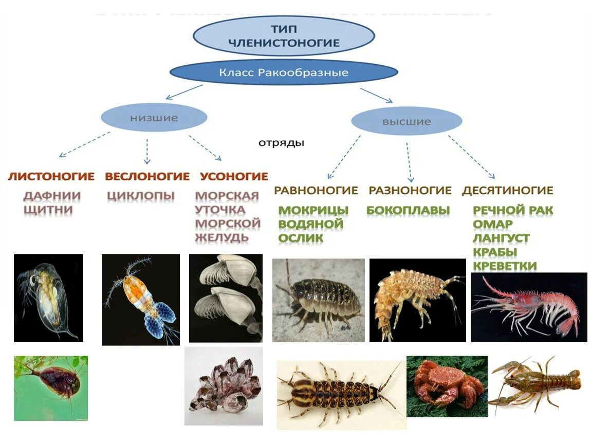 Классификация беспозвоночных. Позвоночные и беспозвоночные. Класс беспозвоночные животные. Представители позвоночных и беспозвоночных. Низшее беспозвоночное животное