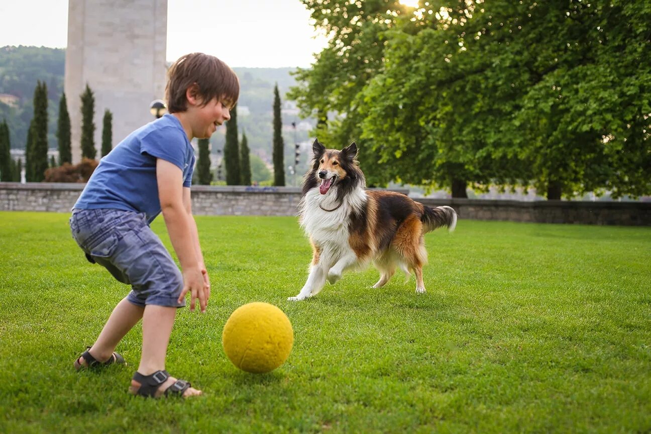 Мальчик играющий с собакой. Человек играющий с собакой. Мальчик играет с собакой. Мальчик с собакой в парке. Мяч для собак.