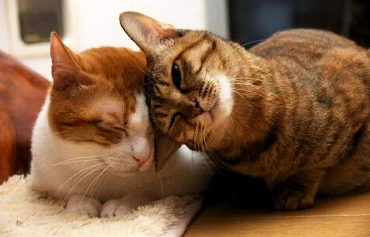 Кошки. Коты любовь. Влюбленные коты. Влюбленные кошки. Любвеобильный кот.