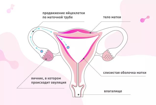 Месячный женщина сколько дней. Предвестники менструации. Движение яичников до менструации, менструации. Ранне начало менструации. Женская менструация показывает.