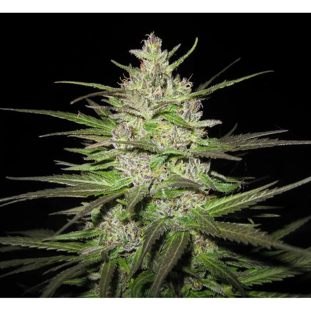 Покажите сорт. Сатива сорт. сатива сорт ямайка. cannabis sativa семена. бошки сорт сатива.