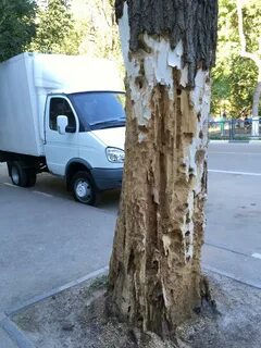 Погубить дерево быстро