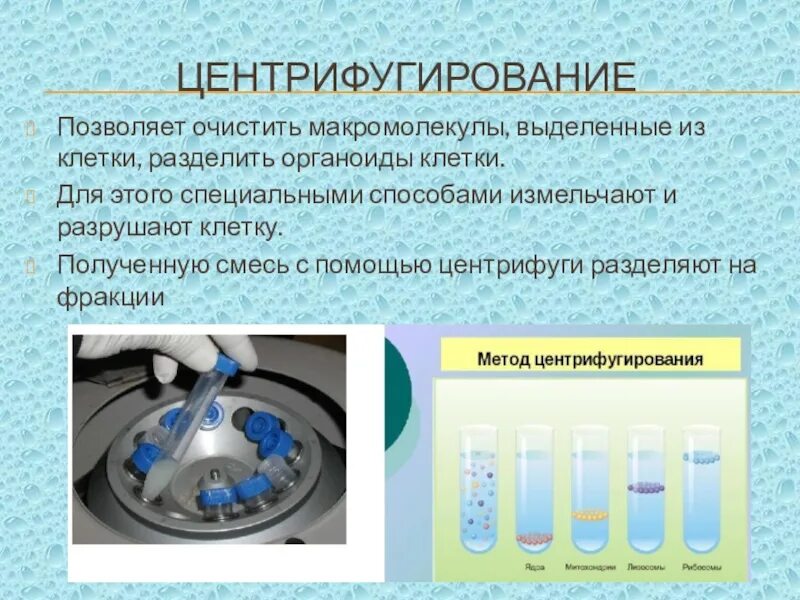 Разделение клетки под действием центробежной. Разделение клеток центрифугированием. Центрифугирование органоидов клетки. Центрифугирование в биологии это метод. Метод дифференциального центрифугирования цитология.