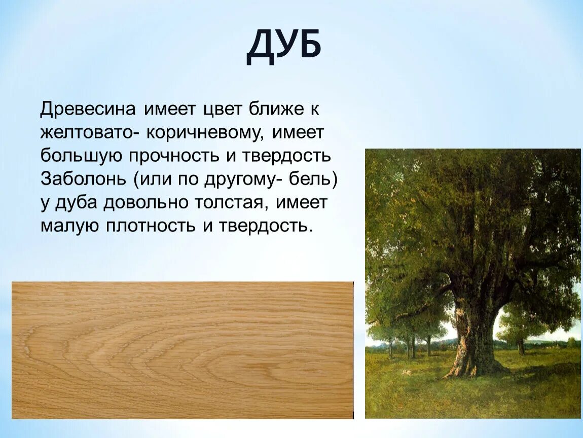 Характеристика дуба. Рассказ о древесине. Порода древесины дуб. Доклад про дуб. Материал легче дерева