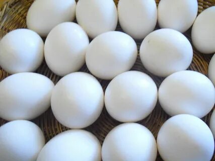 Egg astd