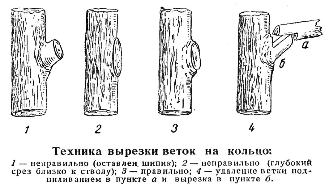 Как правильно обрезать стволы. Обрезка ветки на кольцо схема. Обрезка на кольцо плодовых деревьев. Обрезка ствола яблони правильная. Схема срезов при обрезке деревьев.