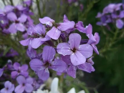 Вечерница
