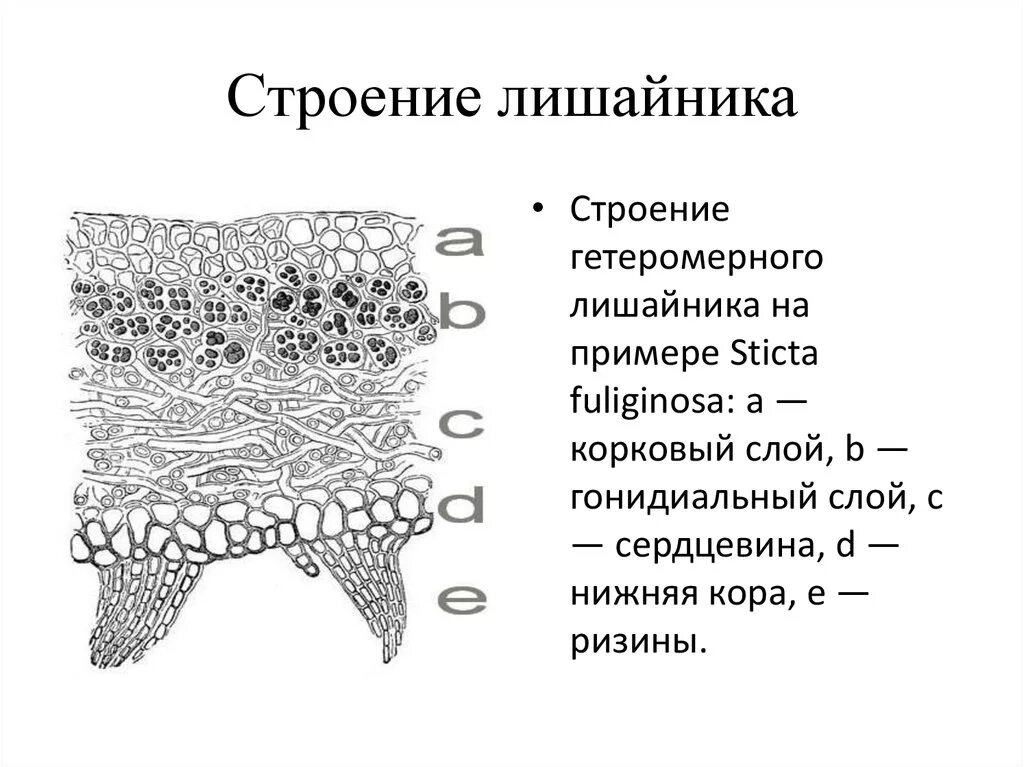 Зарисовать внутреннее строение лишайника. Строение гетеромерного лишайника. Схема слоевища лишайника. Внутреннее строение слоевища лишайника.