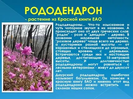 Рододендрон слова