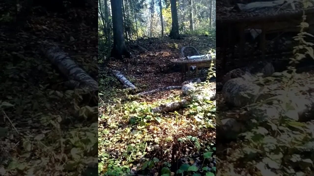 Видели в лесу родник. Лесной Родник. Родник Лесное Конобеево. Аэроснимки Сурмино Лесной Родник. Родник Лесной маленький пробивается.