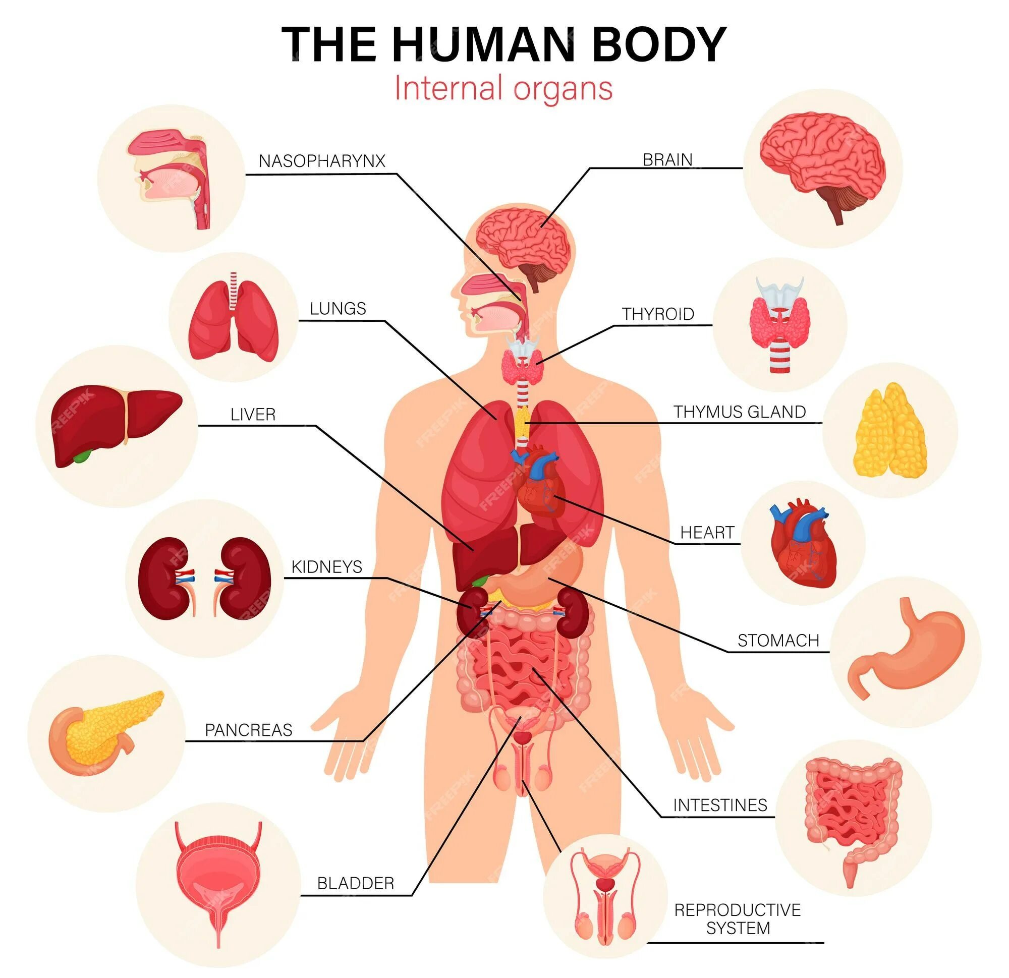 Human organs. Internal Organs of the Human body. Organ Systems in the Human body. Organs in English.