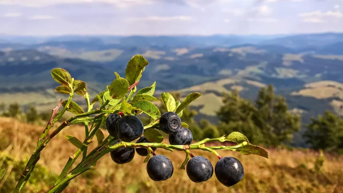 Горный урожай. Черника Кавказская куст. Куст черники Кавказ. Черника на Северном Кавказе. Черника Горная Кавказская.