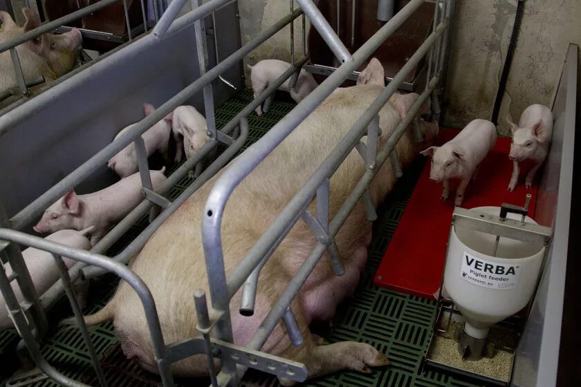 свиноводческий комплекс ооо «русагро-приморье». доращивание поросят на свинокомплексе. родниковский свинокомплекс челябинская область. свинарник. свиноферма где находится.