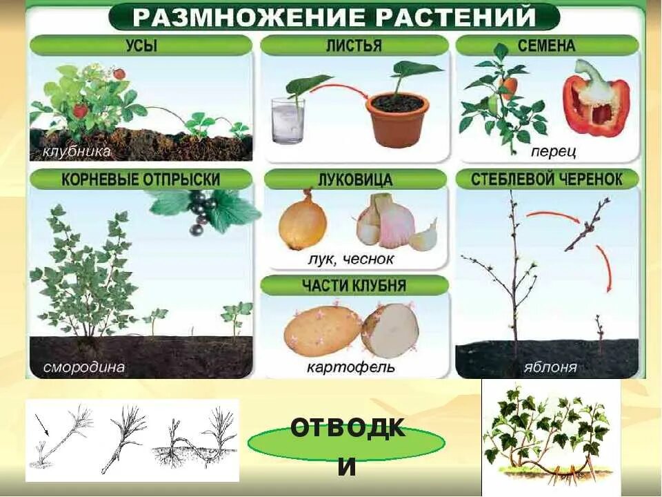 Что делать размножаться. Размножение растений. Как размножаются растения. Растения которые размножаются. Методы размножения растений.