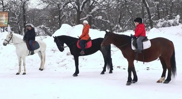 Конюшня пятигорск. Конная прогулка Саратов. Золотая подкова Саратов конный клуб. Конные прогулки Пятигорск. КСК Легенда.