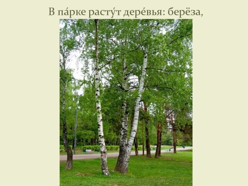 Береза в странах растет береза. Растёт в Волгограде берёзка. Береза в сквере. Что растет на Березе. Самая высокая береза.