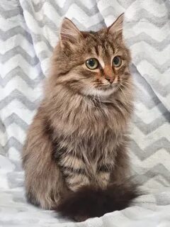 Кот 5 букв