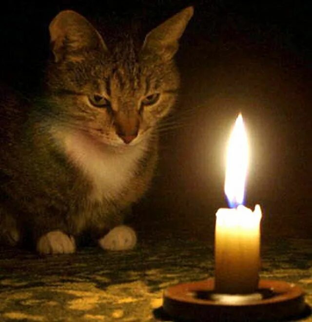 Скорбящий котик. Свеча кошка. Свечка котик. Свечка котик. Кот со свечкой день рождения.