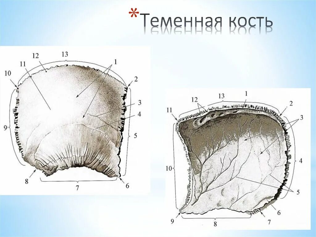 Теменная кость относится к. Теменная кость анатомия. Строение теменной кости анатомия. Теменная кость черепа анатомия. Теменная кость анатомия человека.