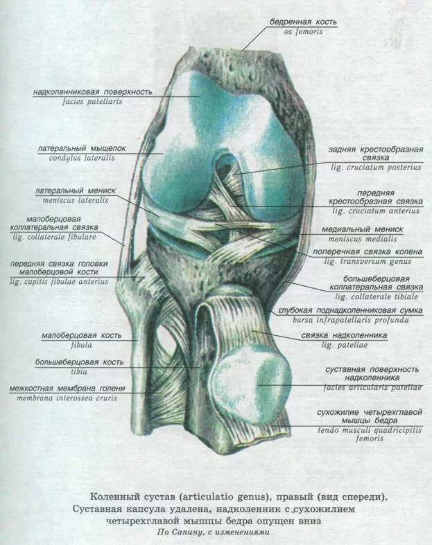 Связка головки. Коленный сустав вид спереди и сбоку. Коленный сустав правый вид спереди и сбоку. Межкостная мембрана коленного сустава. Капсула и связки коленного сустава анатомия.