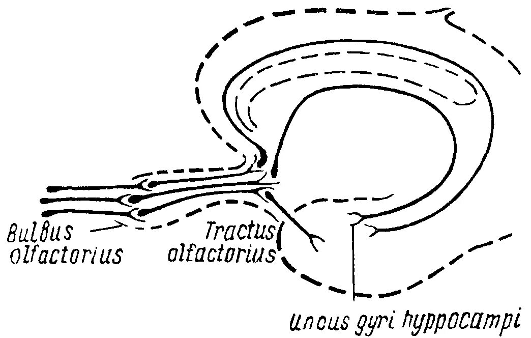 Обонятельный нерв схема пути. Обонятельный нерв (n. olfactorius). Путь обонятельного анализатора схема. Обонятельный нерв схема неврология.